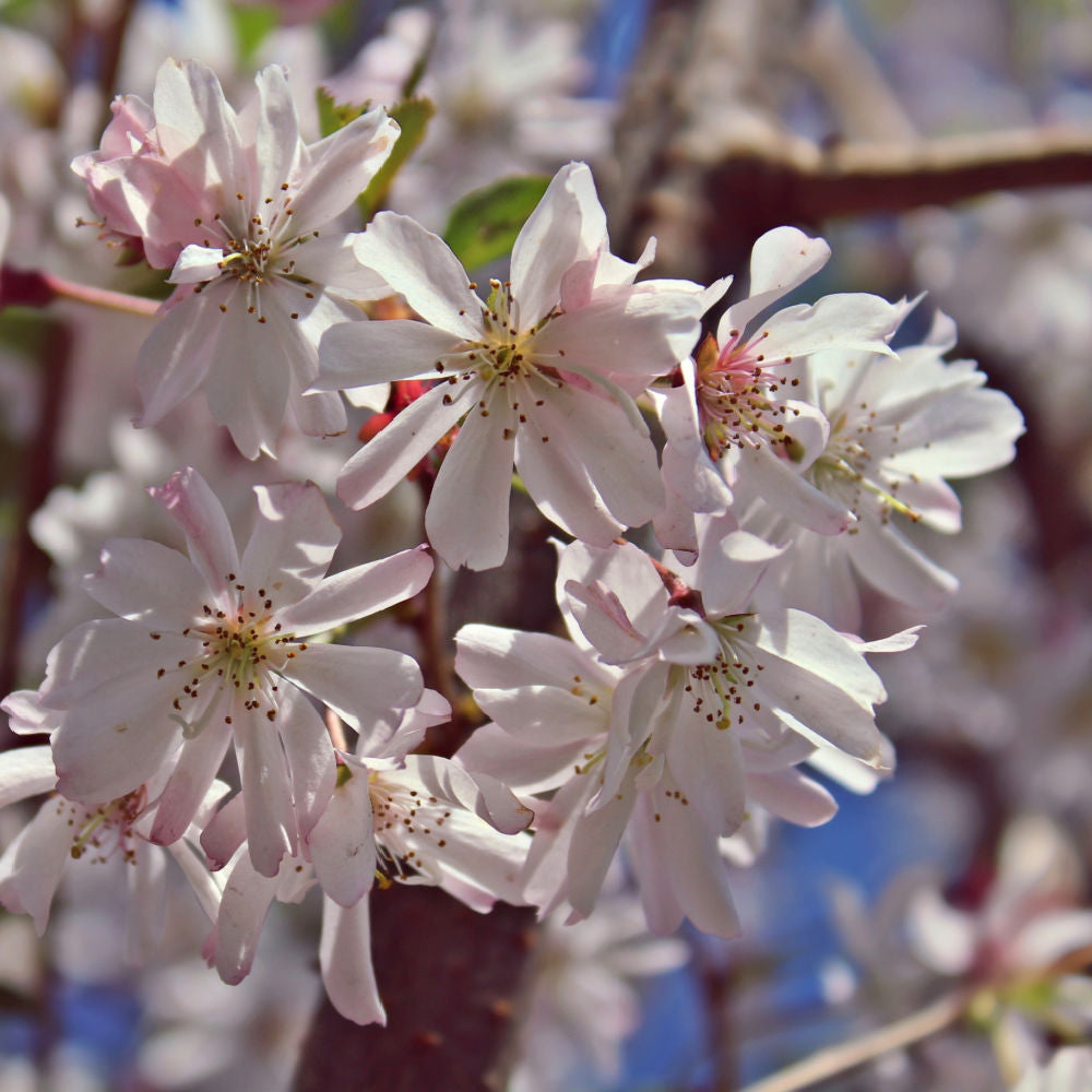 Autumnalis Flowering Cherry - Belk