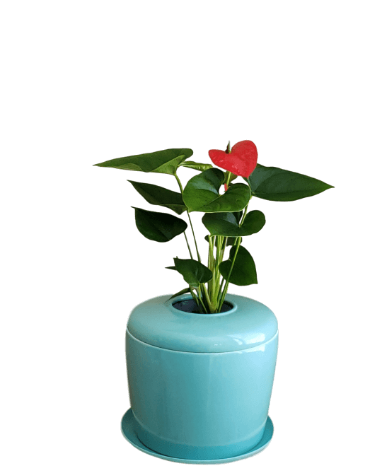 The Living Urn Indoors / Patio - Belk