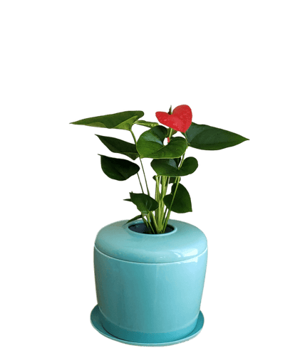 The Living Urn Indoors / Patio - Belk