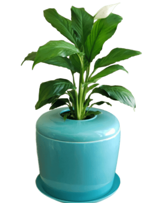 The Living Urn Indoors / Patio - Belk