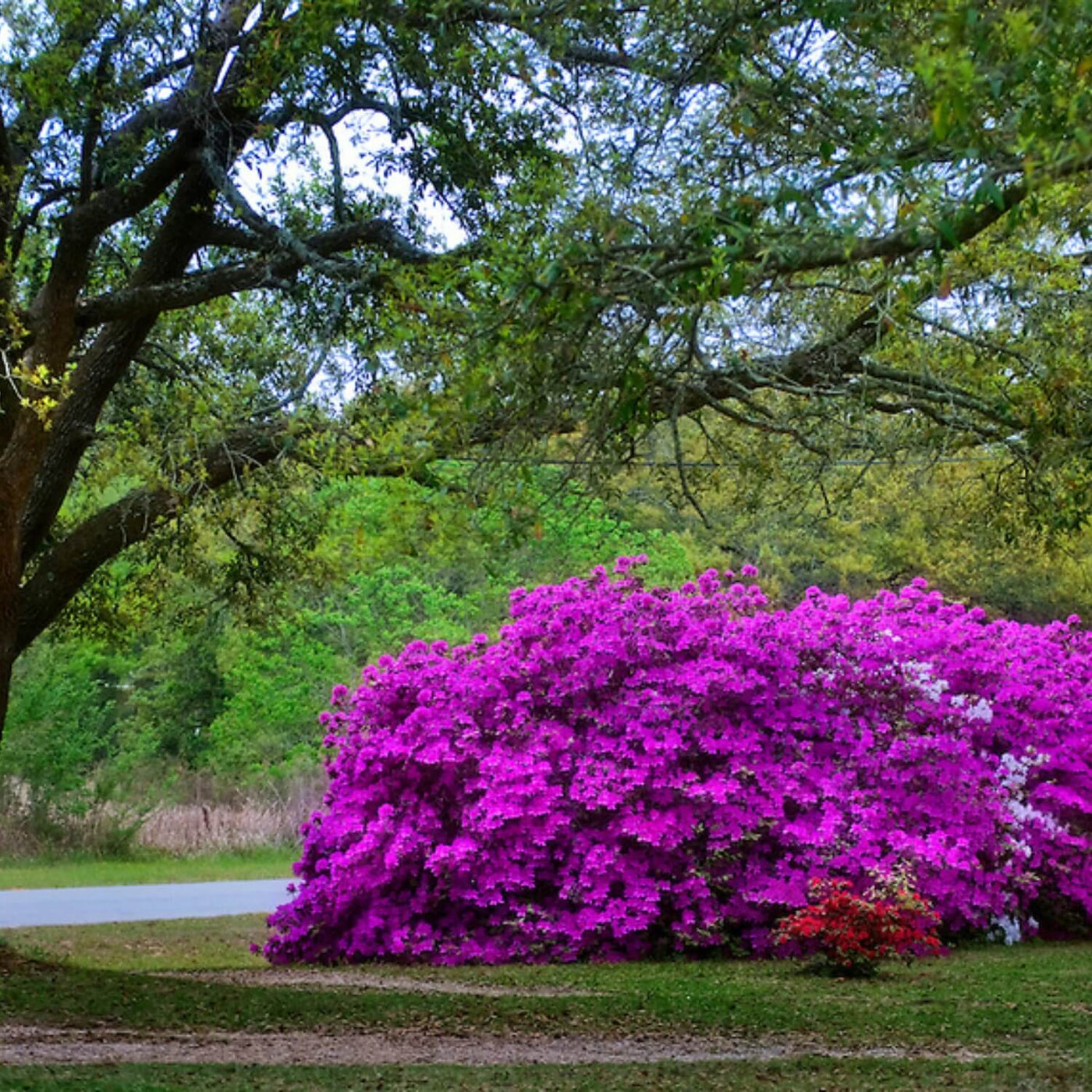 Formosa Azalea (Lavender) - Heaven Bound