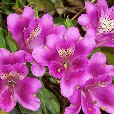 Formosa Azalea (Lavender) - Heaven Bound