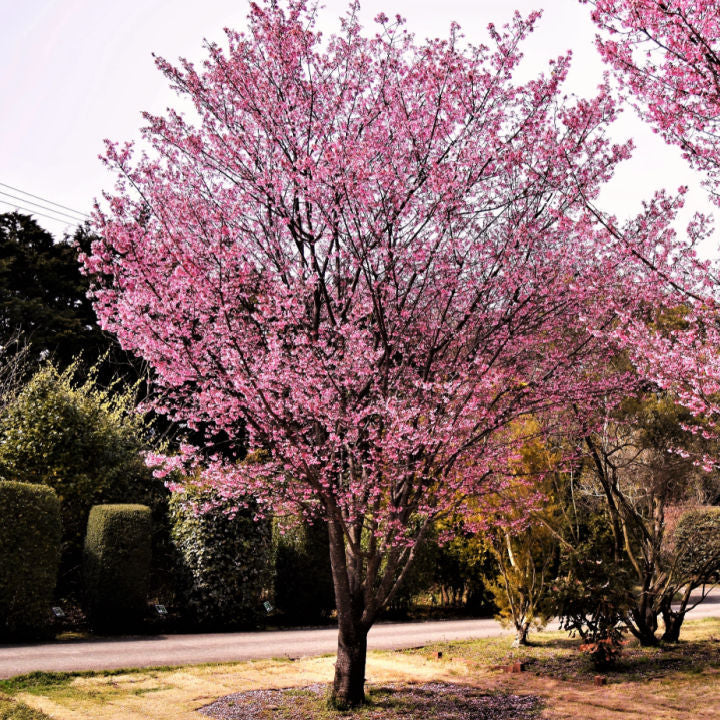 Okame Flowering Cherry