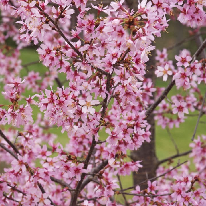 Okame Flowering Cherry - Bunker