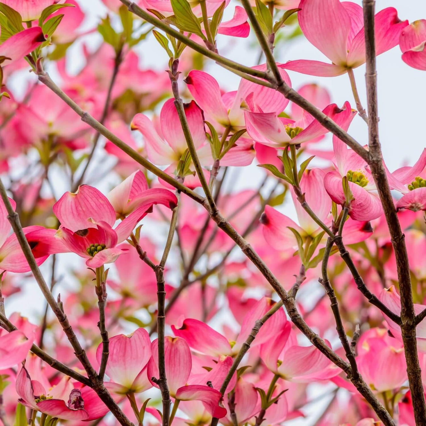 Pink Dogwood - The Living Urn