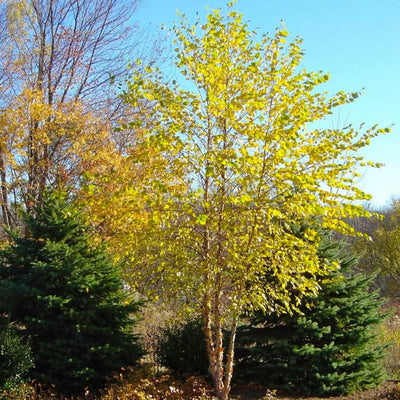 River Birch - SereniCare