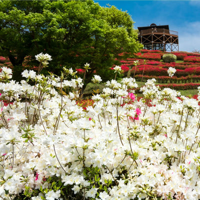 Formosa Azalea (White) - Belk