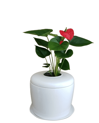 The Living Urn Indoors / Patio - Belk
